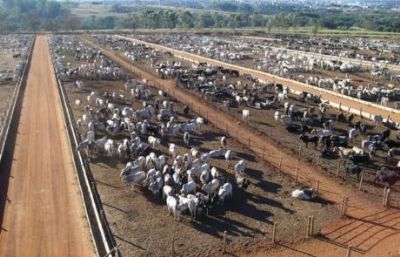 Confinamento em MT registra total de 824 mil cabe�as