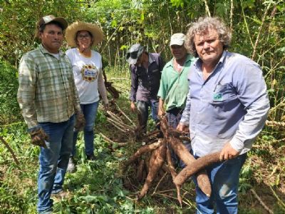 ​Empaer avalia cultivares de mandioca para selecionar as mais produtivas aos agricultores familiares