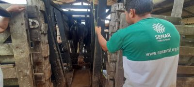 Pequenos criadores de gado de assentamento de VG s�o contemplados com curso de casqueamento