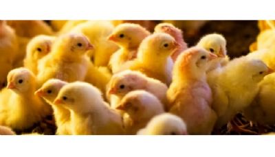 Senar lan�a curso online para produtores de aves e su�nos integrados