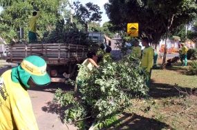 Servi�o de poda de �rvores evita transtornos e contribui para o paisagismo de Cuiab�