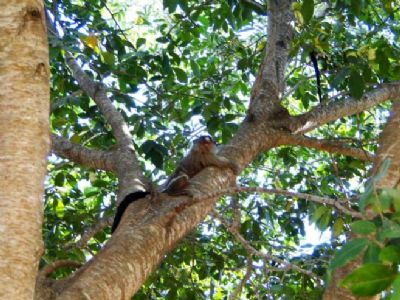 Herpes, transmitida por humanos, matou macacos no Parque M�e Bonif�cia