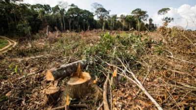 Levantamento aponta que destrui��o da Floresta Amaz�nica em MT equivale a 40 mil campos de futebol