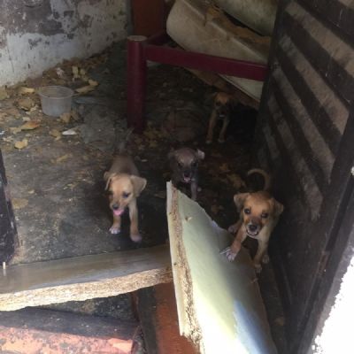ONG resgata 15 animais abandonados em casa em Cuiab� sem comida e sem �gua