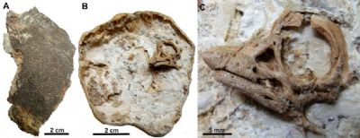 Cientistas descobrem embri�o preservado de dinossauro que viveu h� 80 milh�es de anos