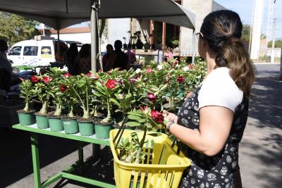 Festival de Rosas do Deserto acontece hoje na Pra�a Cultural do CPA II