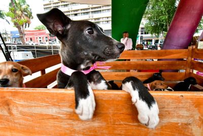Prefeitura de Cuiab� realizou mais de 25 mil a��es em benef�cio da causa animal em 2024