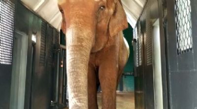 Elefanta Bambi n�o se adapta a compartimento e vinda ao Santu�rio em Chapada � adiada
