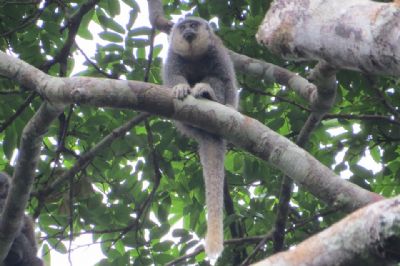 Pesquisadores descobrem nova esp�cie de macaco na Amaz�nia