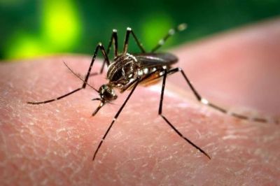 Secretaria de Sa�de alerta para o alto �ndice de infesta��o do Aedes aegypti mesmo em per�odo de seca