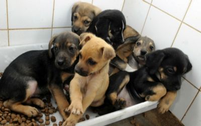 Prefeitura de Cuiab� orienta popula��o quanto ao abandono e maus tratos de animais