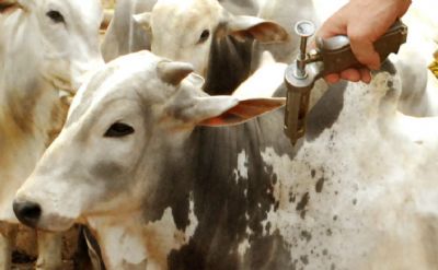 Ap�s 30 anos de imuniza��o Mato Grosso encerra vacina��o contra febre aftosa