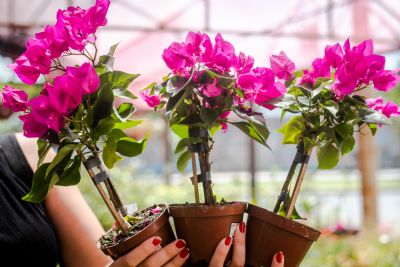 ​8� Festival de Orqu�deas e Flores no Shopping Orla come�a nesta ter�a