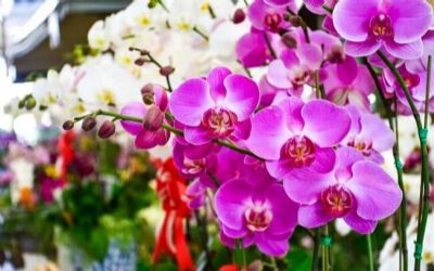 ​Cuiab� ter� mais uma edi��o do Festival de Orqu�deas e Rosas do Deserto