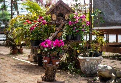 ​Shopping Orla promove o 4� Festival de Rosas do Deserto e Orqu�deas a partir de quinta