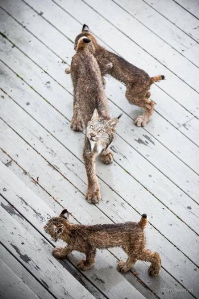 Homem acorda com barulho estranho e encontra linces beb�s em sua varanda
