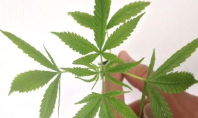 Fabrica��o e venda de produtos derivados da cannabis entram em vigor