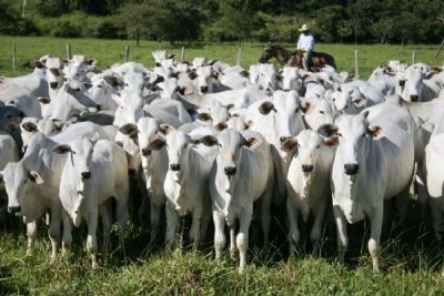 Exporta��es de carne bovina de Mato Grosso crescem 15% em outubro