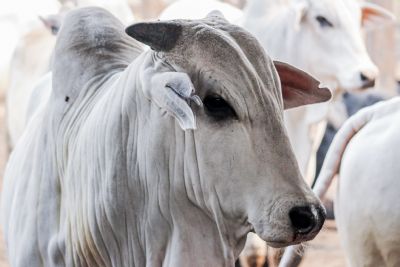 ​Vacina��o contra brucelose em Mato Grosso � prorrogada por falta de vacina