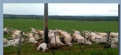 Descarga el�trica mata 40 cabe�as de gado em MT