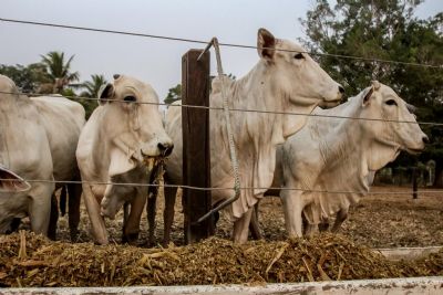 ​Indea prorroga campanha para atualiza��o de estoque de rebanho em Mato Grosso