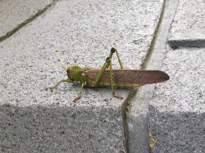 Infesta��o de gafanhotos devasta �rvores em propriedades no Lago do Manso
