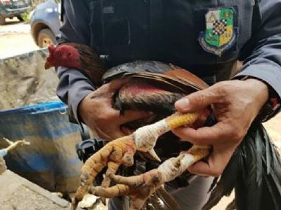 Pol�cia fecha rinha de galo e precisa 'fretar' �nibus para transportar acusados