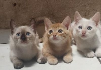 ​Associa��o protetora de animais e mais 166 entidades sociais s�o beneficiadas com sorteio do Nota MT