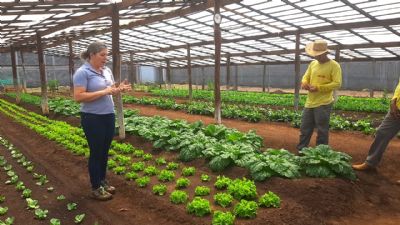 ​Horta em unidade prisional auxilia na ressocializa��o e complementa refei��o de entidades filantr�picas