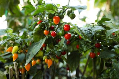 ​Mercado do Porto ter� 6� edi��o da Feira de Agricultura Urbana neste final de semana