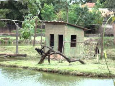 ​Confirmadas duas mortes de macacos na UFMT por febre amarela