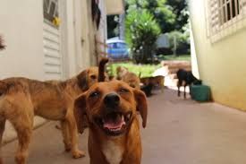​Lei que autoriza contribui��o volunt�ria � causa animal � sancionada