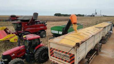 Com colheita do milho encerrada, Mato Grosso se concentra agora no algod�o