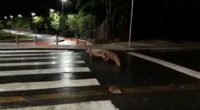 Promotor cita jacar� Celso e risco de acidentes ao abrir investiga��o sobre animais em parques