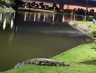 Cachorro que brincava no lago do Parque das �guas � morto em ataque de jacar�