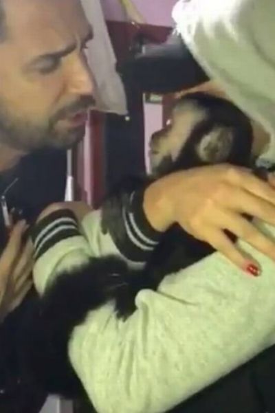 Latino encontra seu macaco de estima��o Twelves