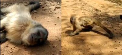 Imagens mostra desespero de macaco, ca�do no meio da estrada