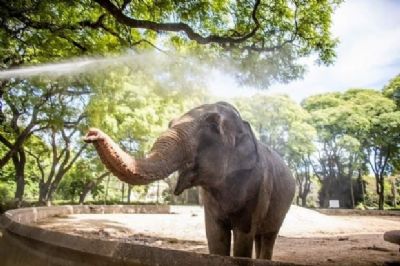Licen�a para vinda de elefanta Mara ao Santu�rio de Chapada dos Guimar�es � aprovada