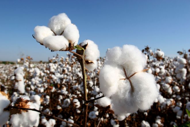 Mato Grosso marcar� presen�a no 11� Congresso Brasileiro do Algod�o