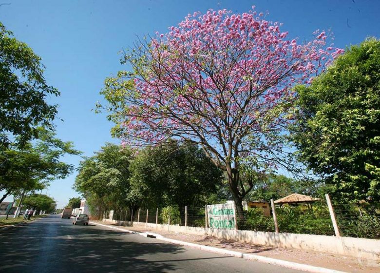 Meio Ambiente lan�a question�rio sobre Plano Diretor de Arboriza��o