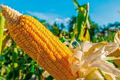 ​Milho dispon�vel em Mato Grosso sobe 1,4% e m�dia vai a R$ 36