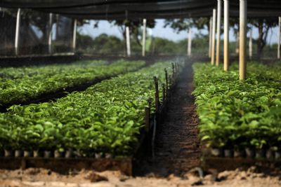 ​300 mil mudas de caf� produzidas em parceria entre Governo e Prefeitura de Colniza s�o distribu�das a munic�pios