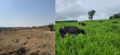 ​Produtor investe na melhoria da alimenta��o do rebanho e resultado garante sustento da fam�lia