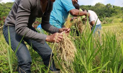 Governo fixa medidas para garantir a seguran�a alimentar da popula��o