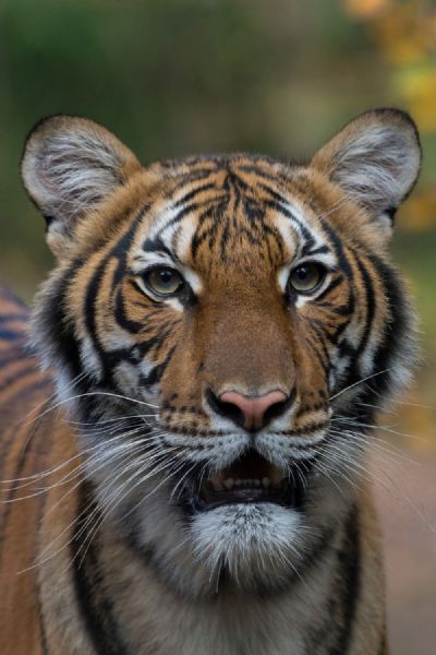 Cientistas identificam duas cepas do novo coronav�rus em felinos do Zool�gico do Bronx