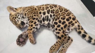 Batalh�o Ambiental resgata filhote de on�a-pintada que teria sido atropelado