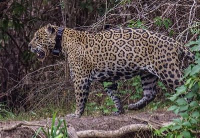 On�a solta no Pantanal ap�s ter patas queimadas � fotografada enquanto ca�a