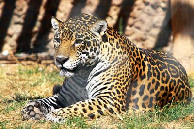 UFMT cria Centro de Medicina e Pesquisa de Animais Silvestres dentro do zool�gico