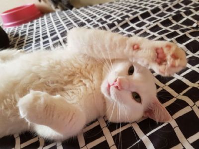 ONG que resgata animais abandonados realiza bazar para manter institui��o