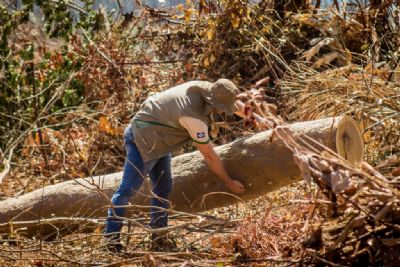 Mato Grosso lan�a plano para combater desmatamento ilegal e inc�ndios florestais